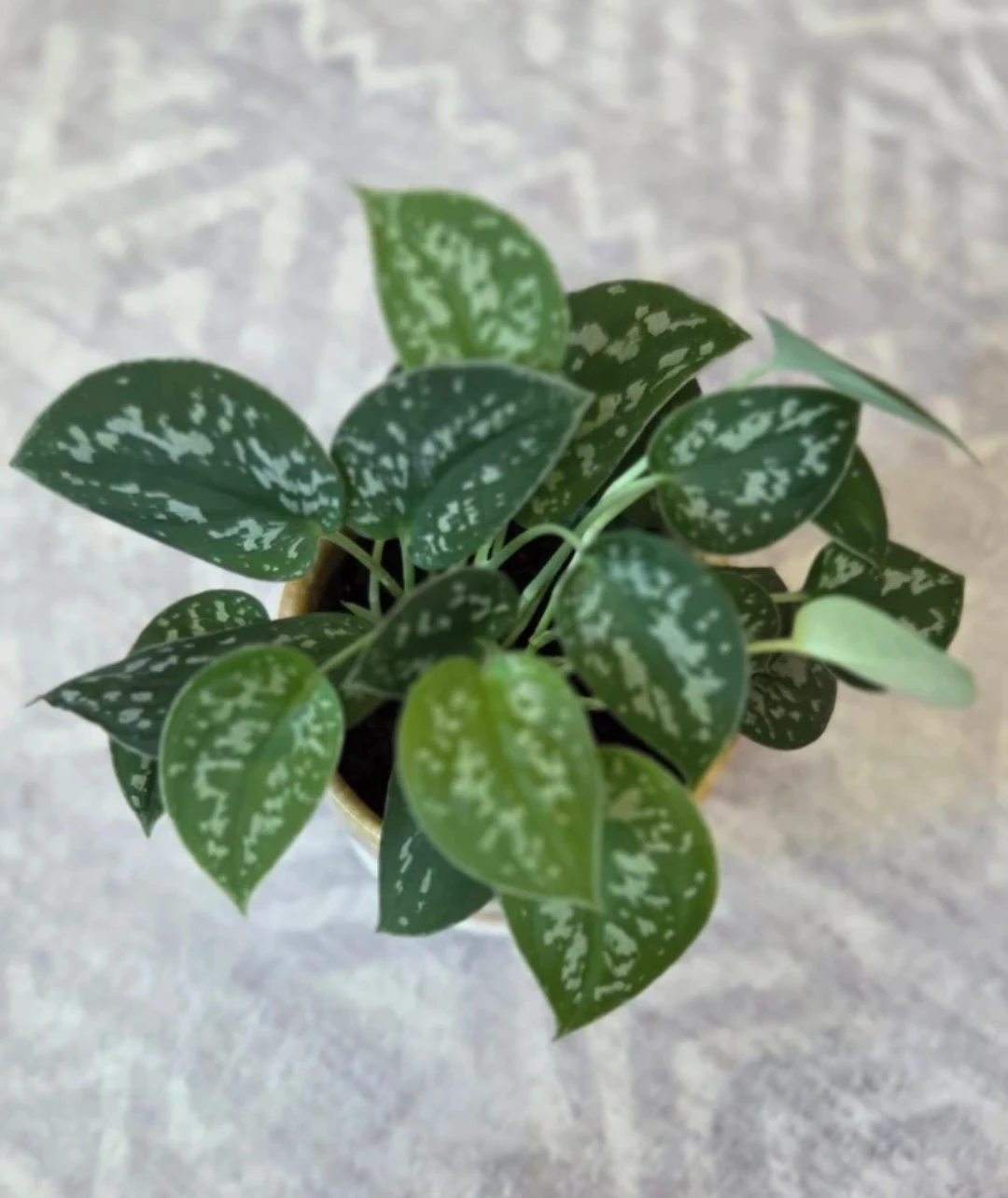 Silver Vine Plant 🪴 - photo 4
