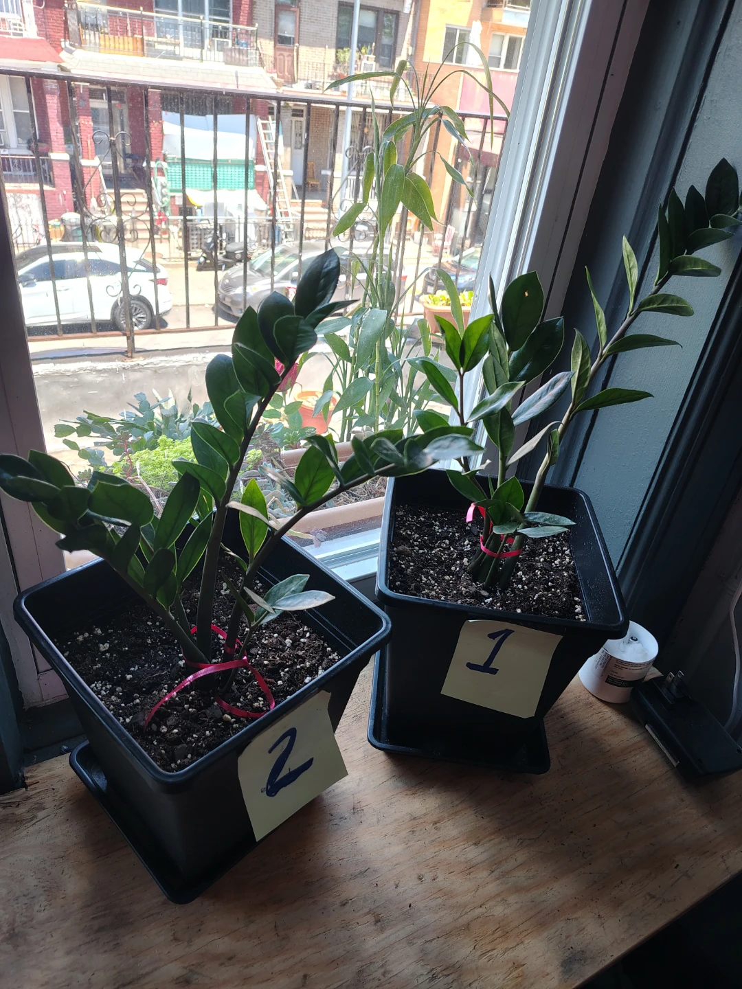 ZZ Plant Starter Pots $25 each or $45 for both