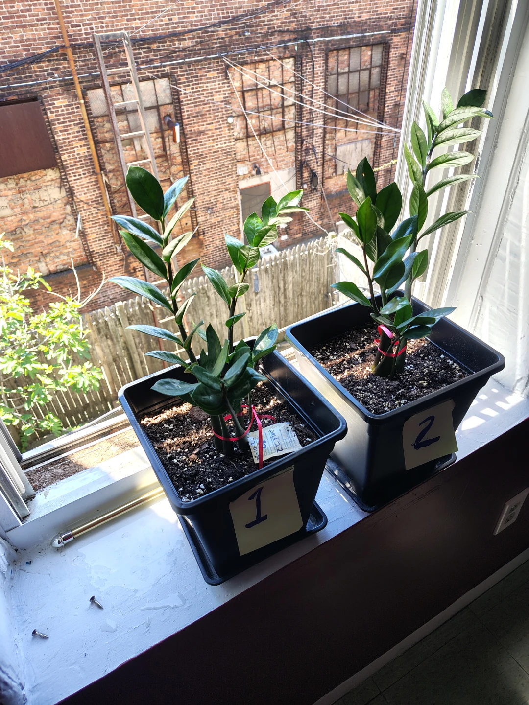ZZ Plant Starter Pots $25 each or $45 for both - photo 2