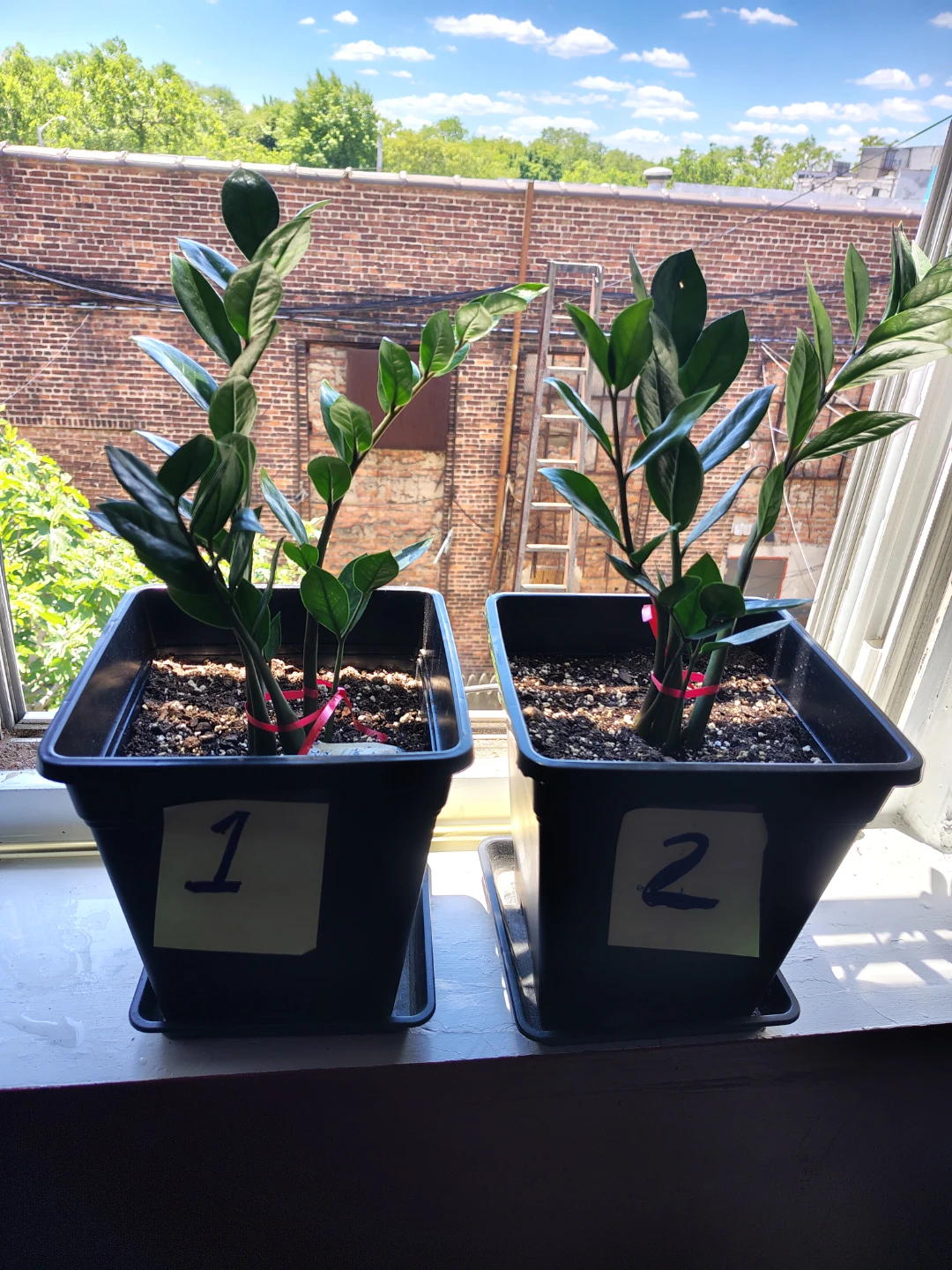 ZZ Plant Starter Pots $25 each or $45 for both - photo 3