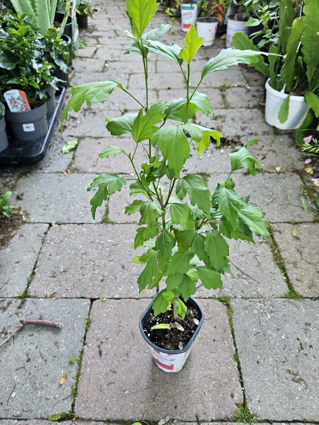 Hibiscus Plant - photo 2