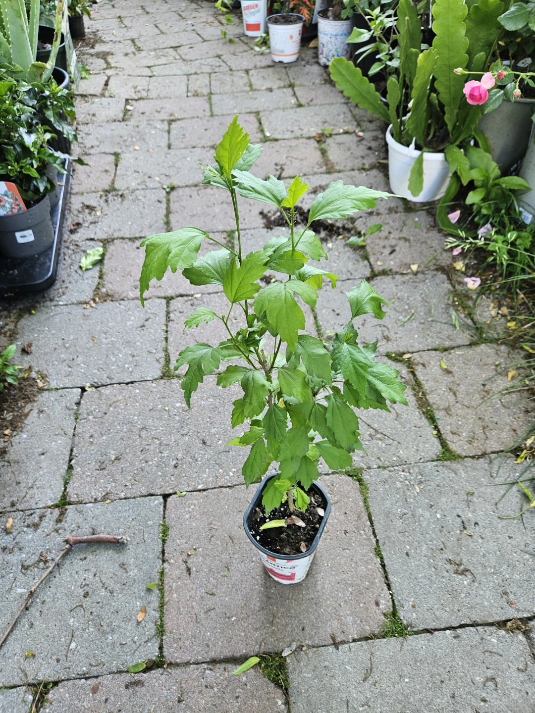 Hibiscus Plant - photo 3