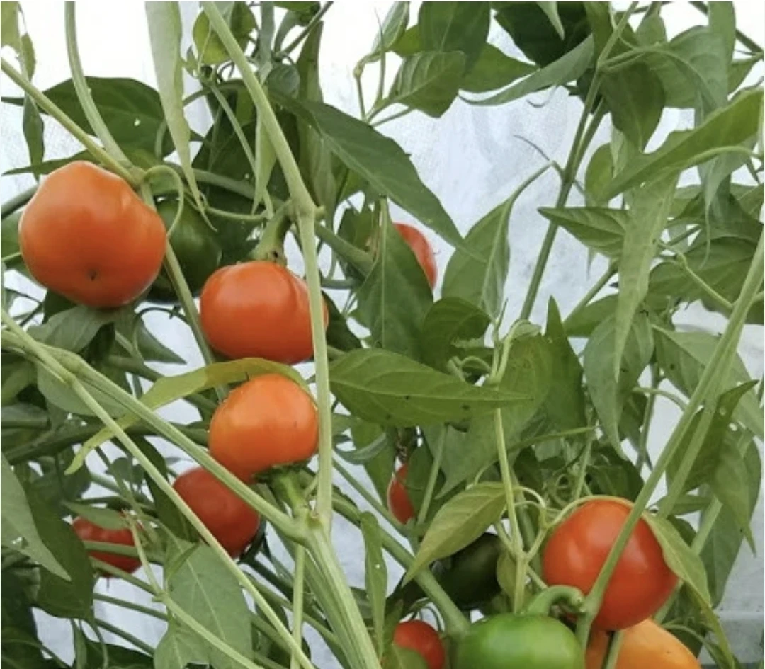 Carrot Bomb Pepper Plant Seedling - photo 4