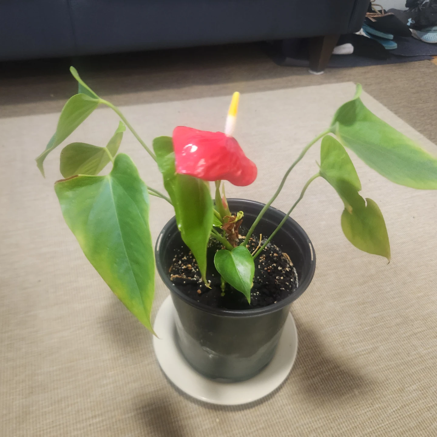 Potted Anthurium Plant - photo 4