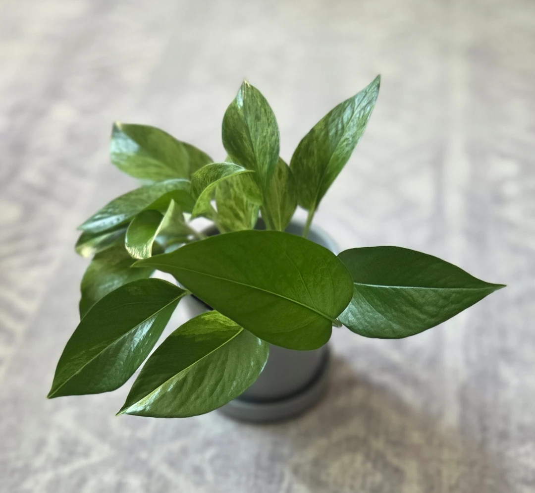 Marble Queen Pothos 🪴 - photo 2