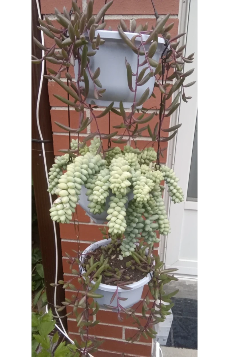 Hanging Succulent Plants (Donkey Tail & String of Rubies)