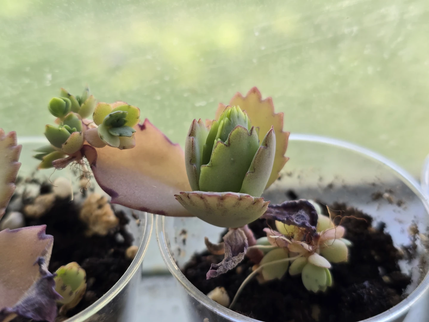 Succulent with sprouts on leaves