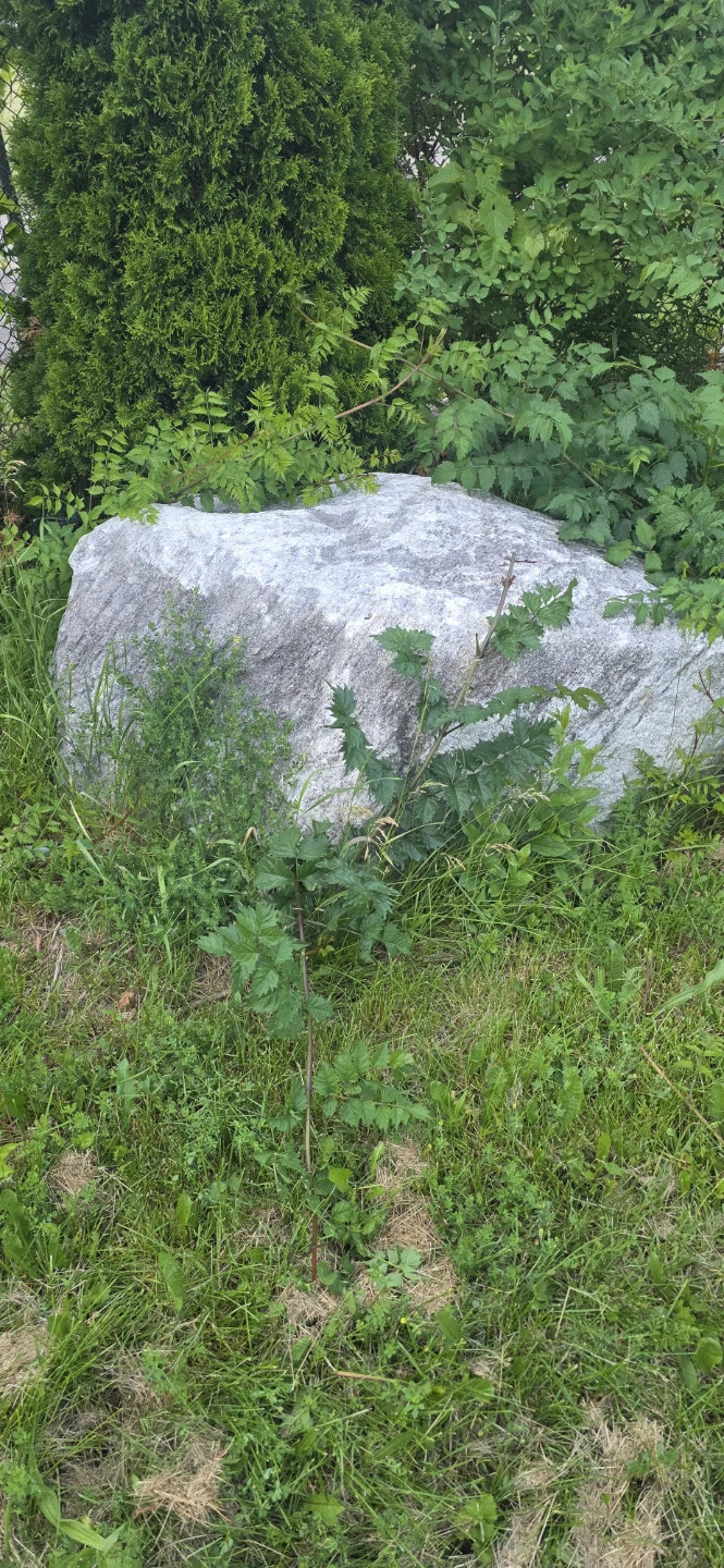 Free Large Landscaping Rock / Boulder (Must Haul) - photo 2