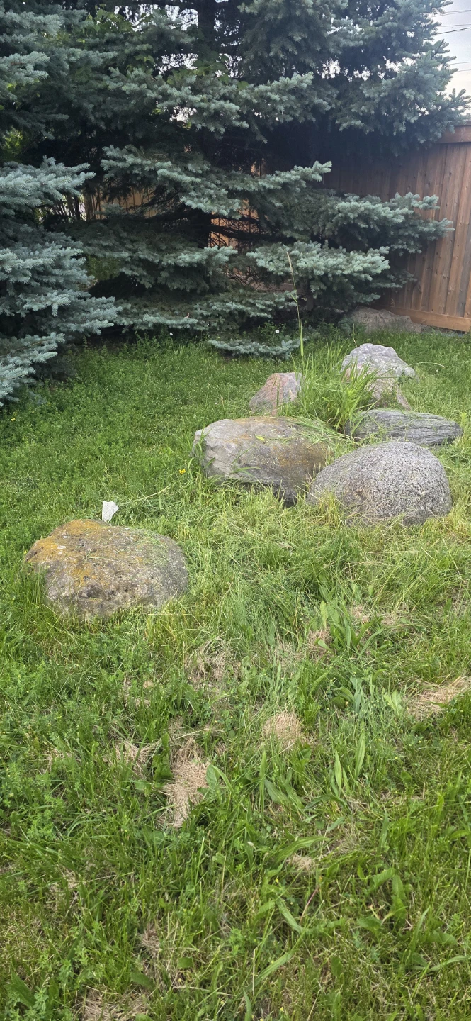 Free Large Landscaping Rock / Boulder (Must Haul) - photo 3
