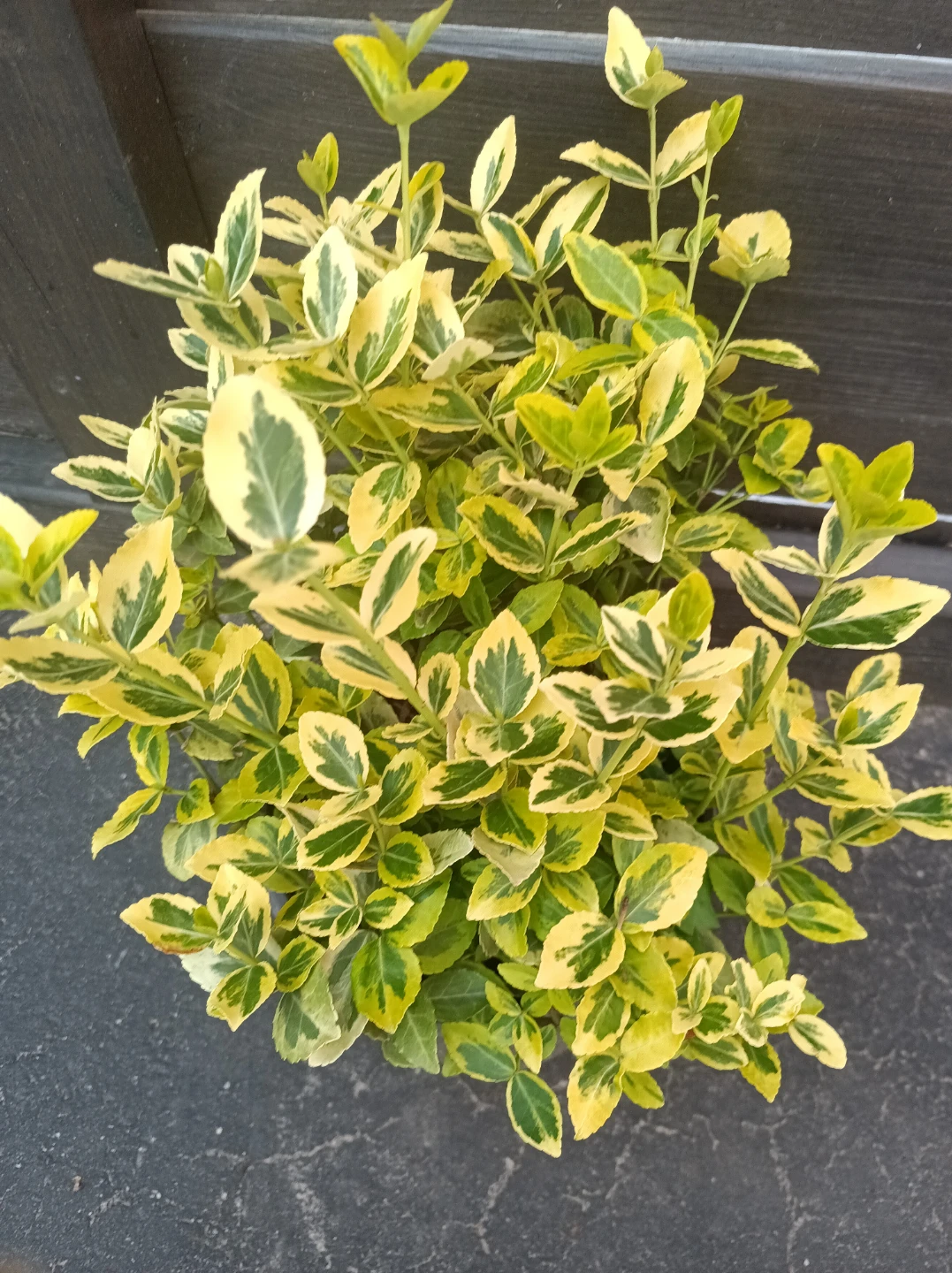 Euonymus Emerald 'n' gold - photo 2