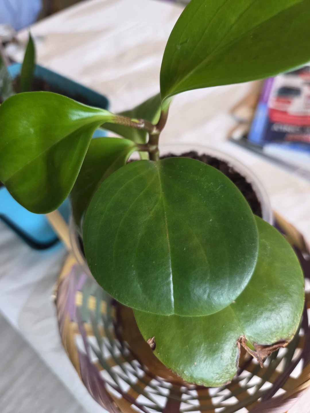 Peperomia Obtusifolia Plant - photo 4