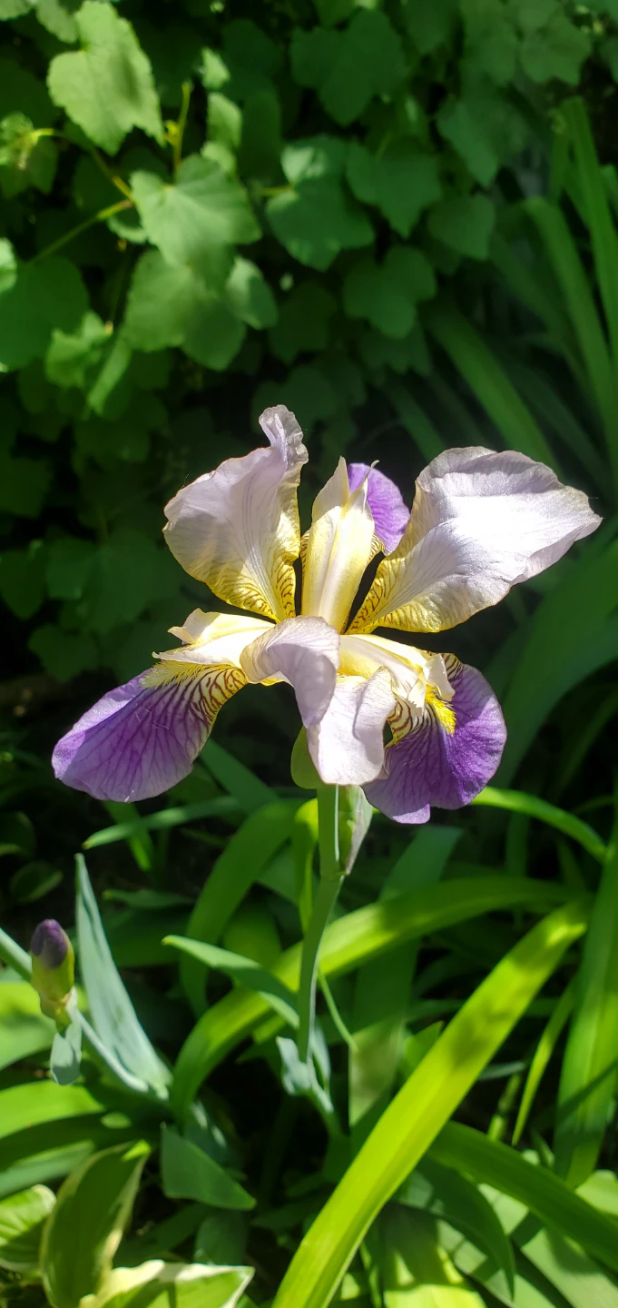 Iris germanica - photo 2