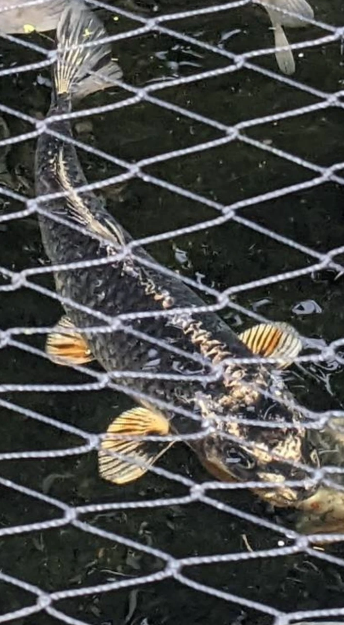 Koi Fish for Pond