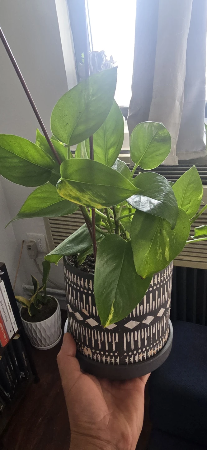 Pothos Plant in Decorative Pot