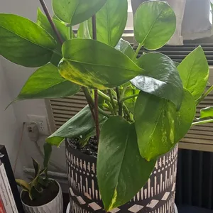 Pothos Plant in Decorative Pot