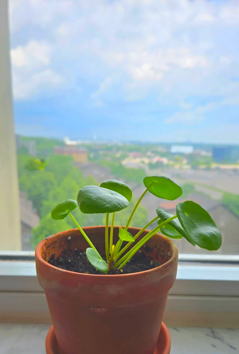 Pilea Peperomioides Plant