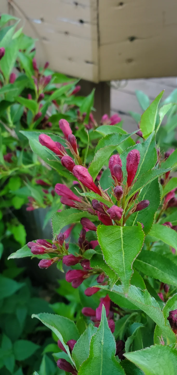 Reblooming Weigela - Sonic Bloom Pink - photo 2
