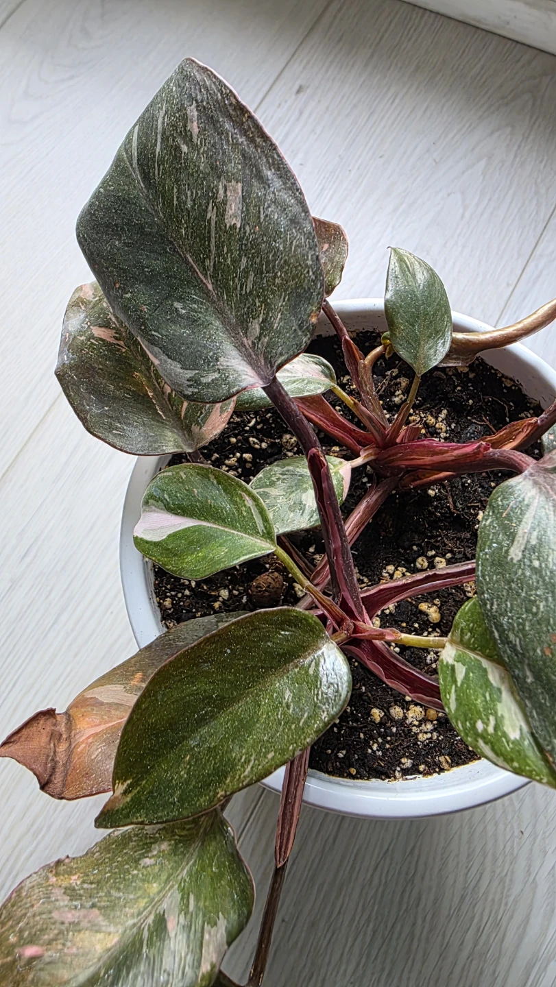 Moving Sale- Pink Princess Philodendron Plant