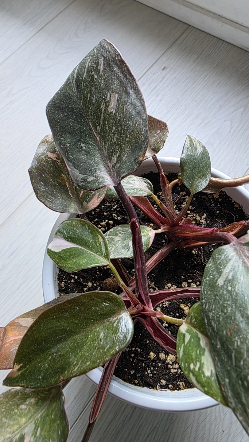 Moving Sale- Pink Princess Philodendron Plant - photo 2