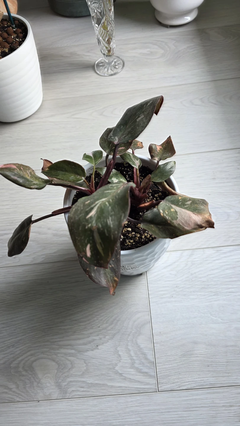 Moving Sale- Pink Princess Philodendron Plant - photo 3