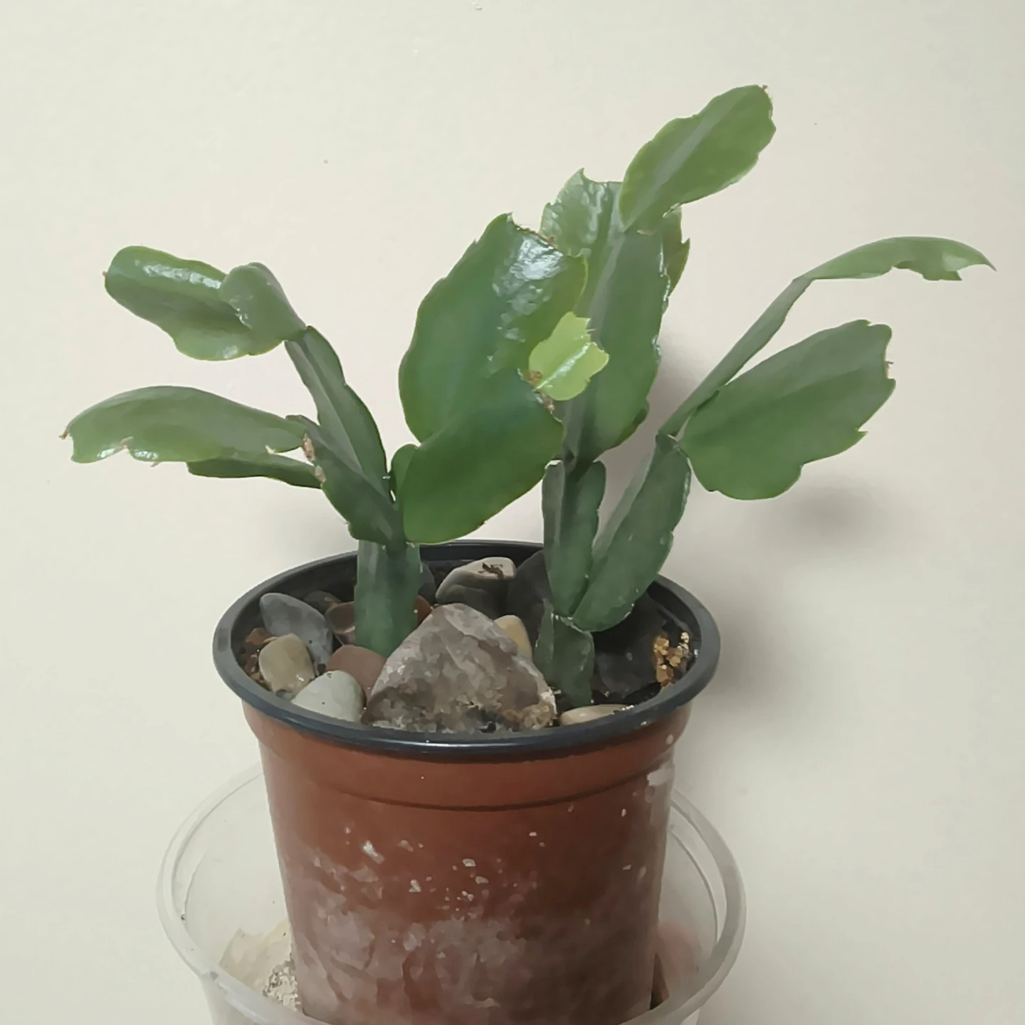 Christmas cactus