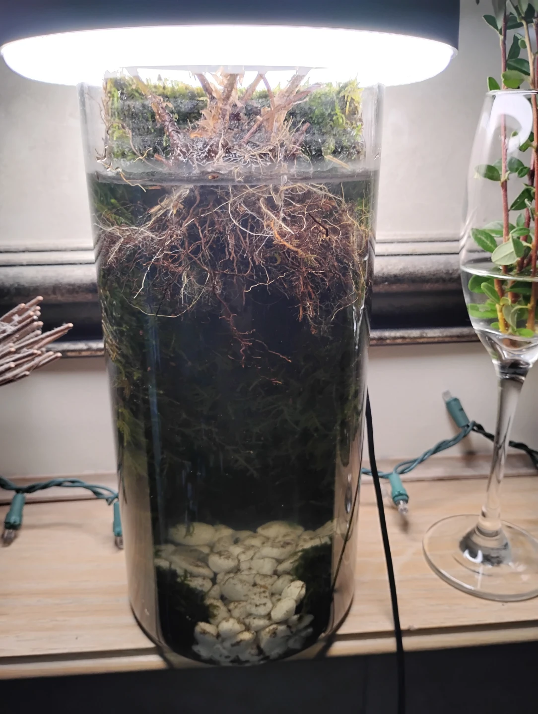 Terrarium with LED Grow Light - photo 2