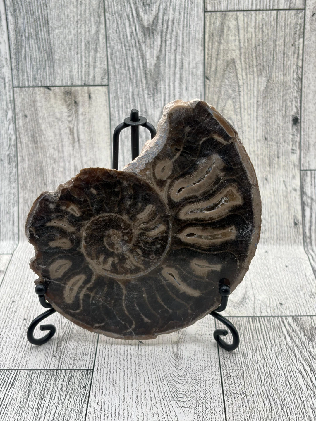 Large Ammonite Fossil - photo 2