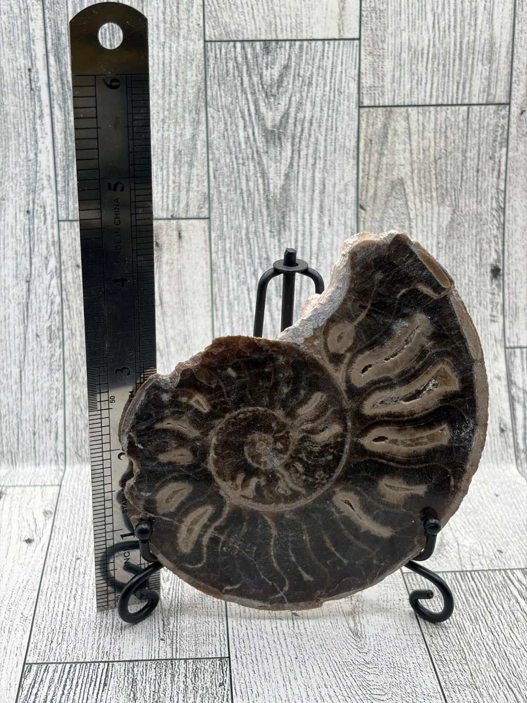Large Ammonite Fossil - photo 3