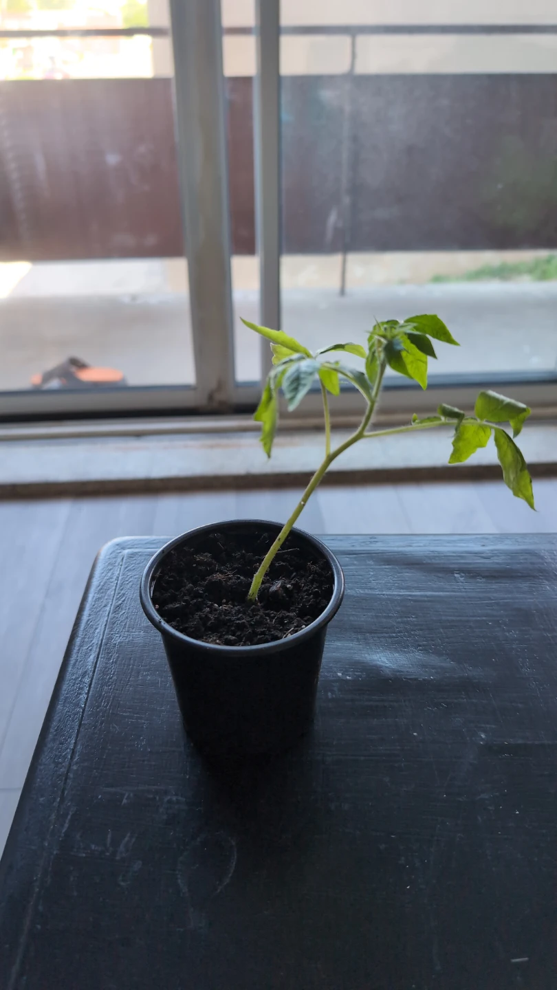2 Young tomatoes plant in pots.