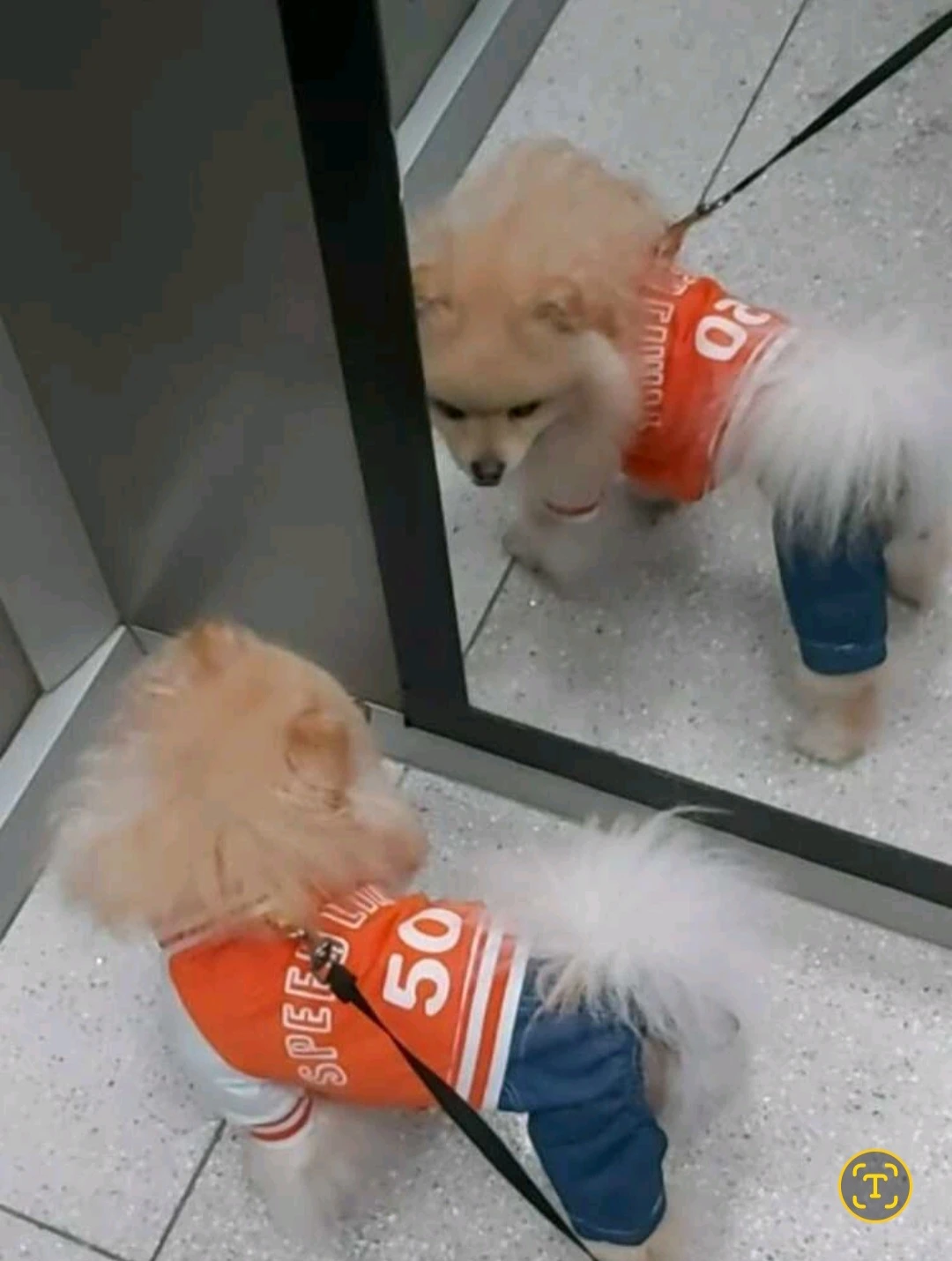 Dog Clothes, each $20 (New never used)