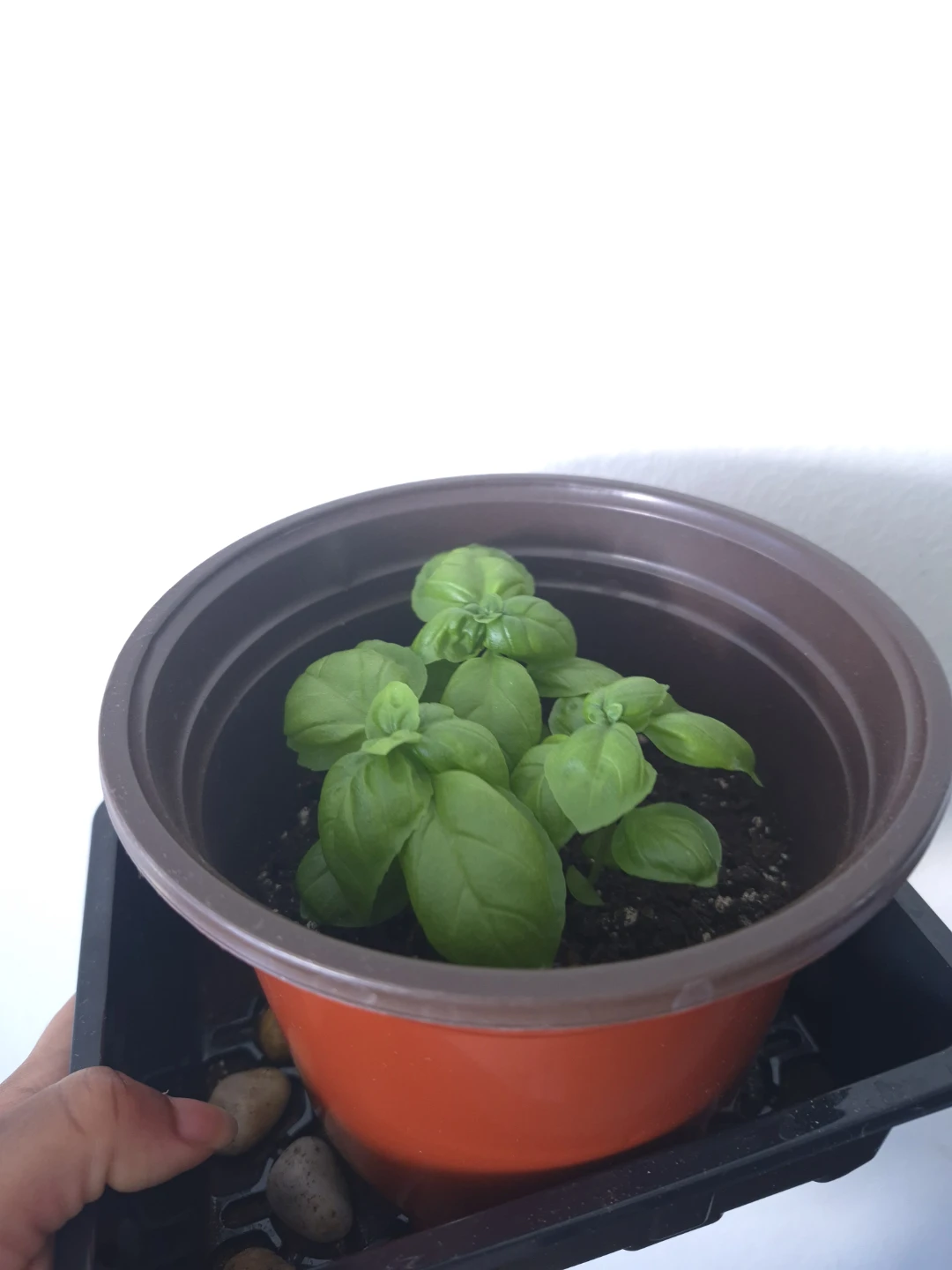 Sweet Basil Herbs - photo 3