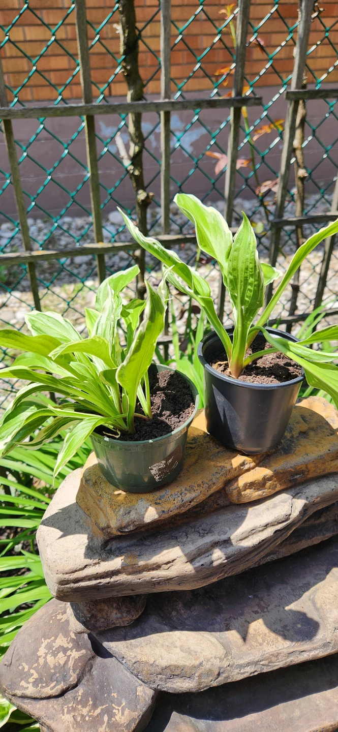 Hosta