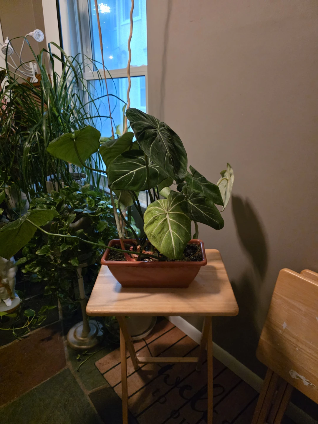 Philodendron Gloriosum