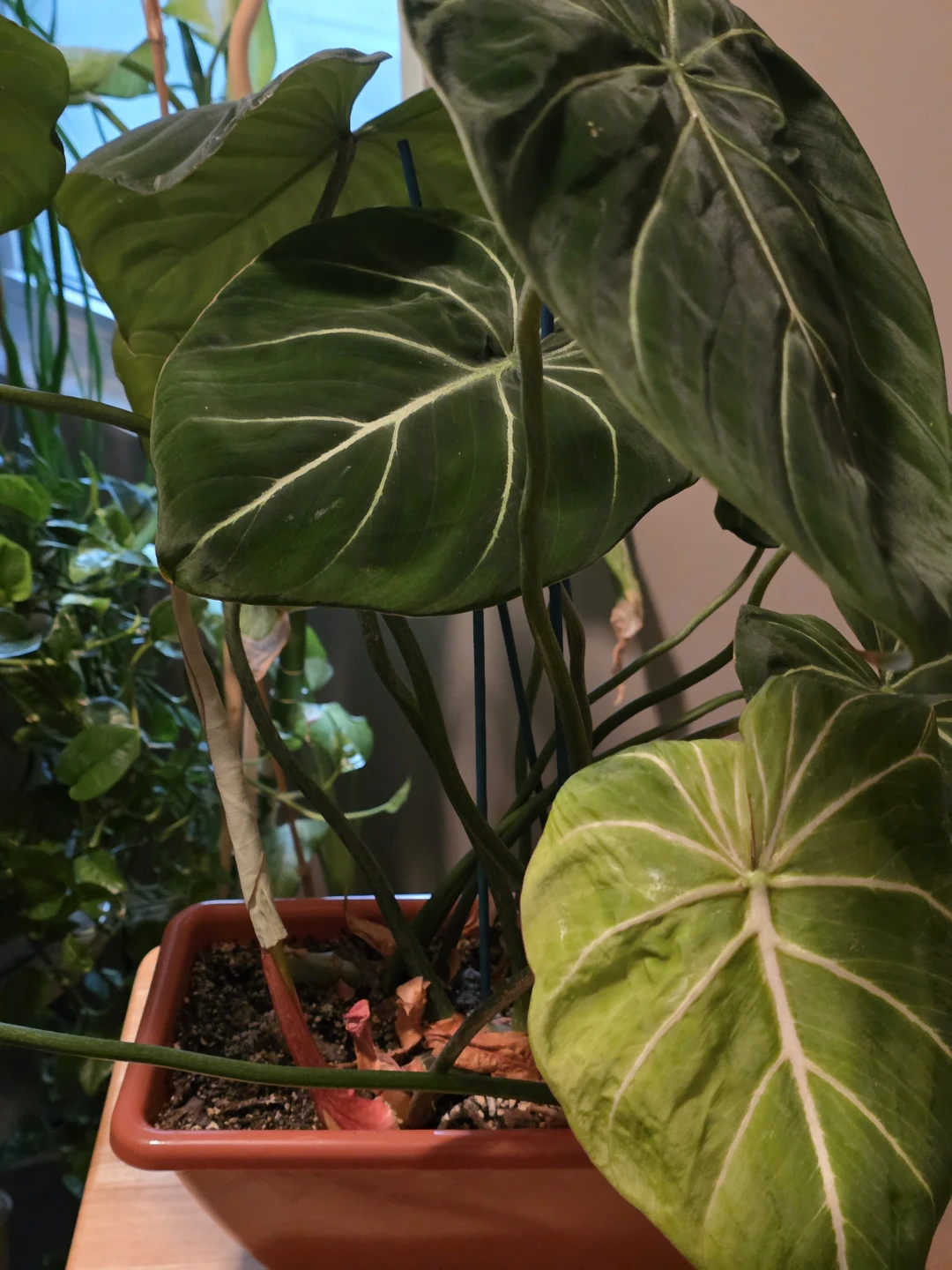 Philodendron Gloriosum - photo 2