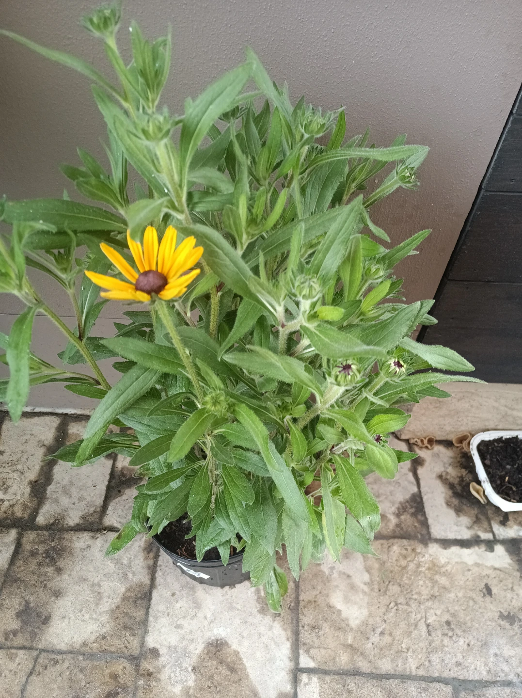 Black-Eyed Susan Plant