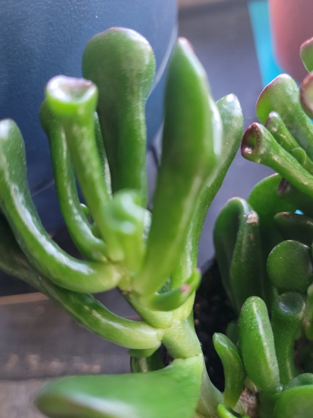 ⚽️ Crassula Ovata 'Gollum' Jade Plant