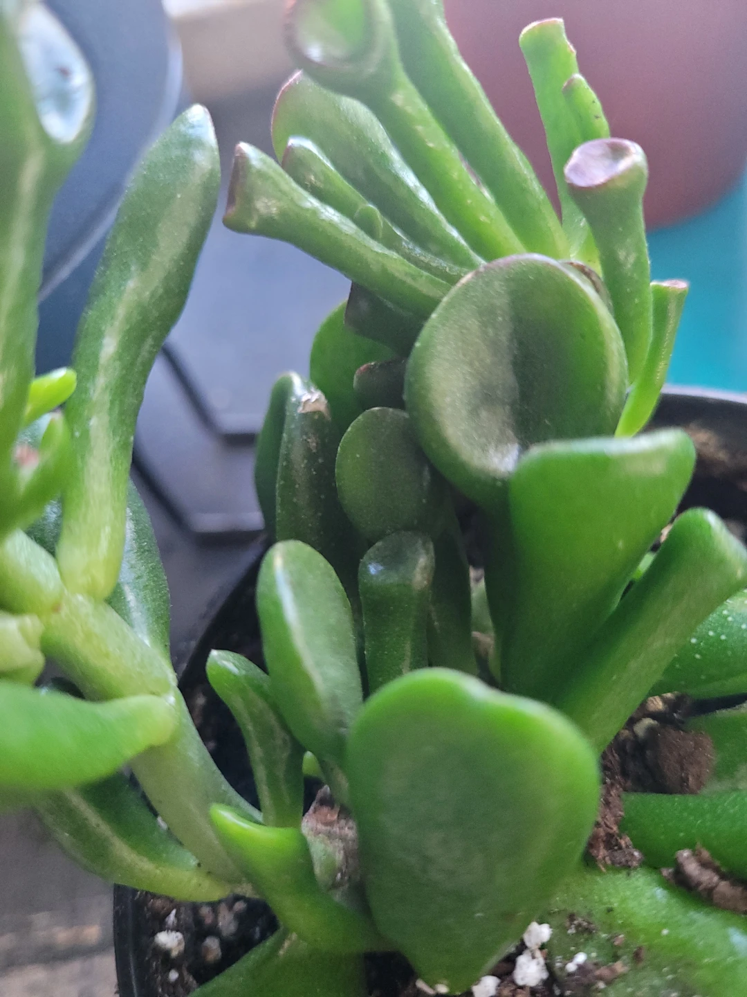 ⚽️ Crassula Ovata 'Gollum' Jade Plant - photo 3