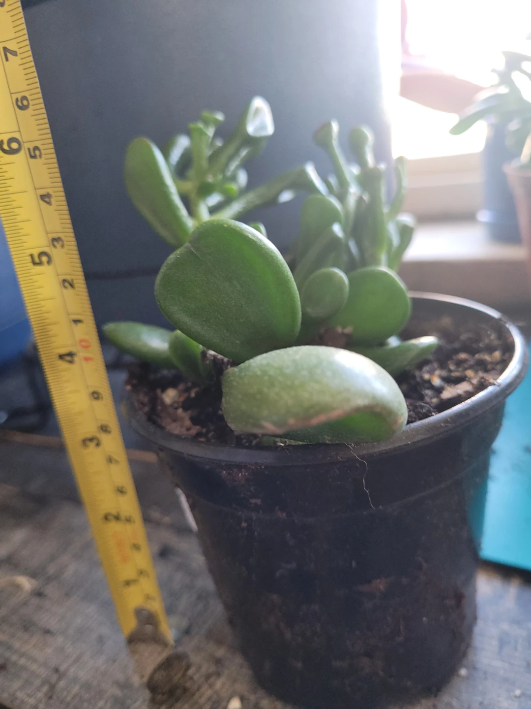 ⚽️ Crassula Ovata 'Gollum' Jade Plant - photo 4