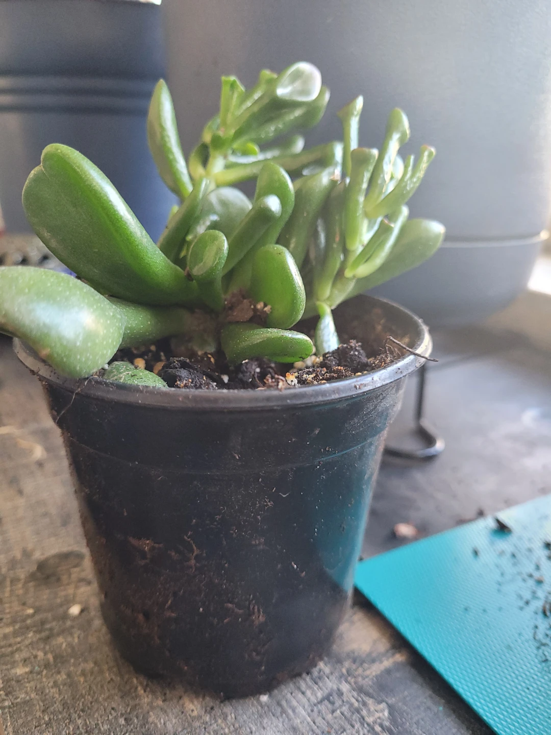 ⚽️ Crassula Ovata 'Gollum' Jade Plant - photo 5