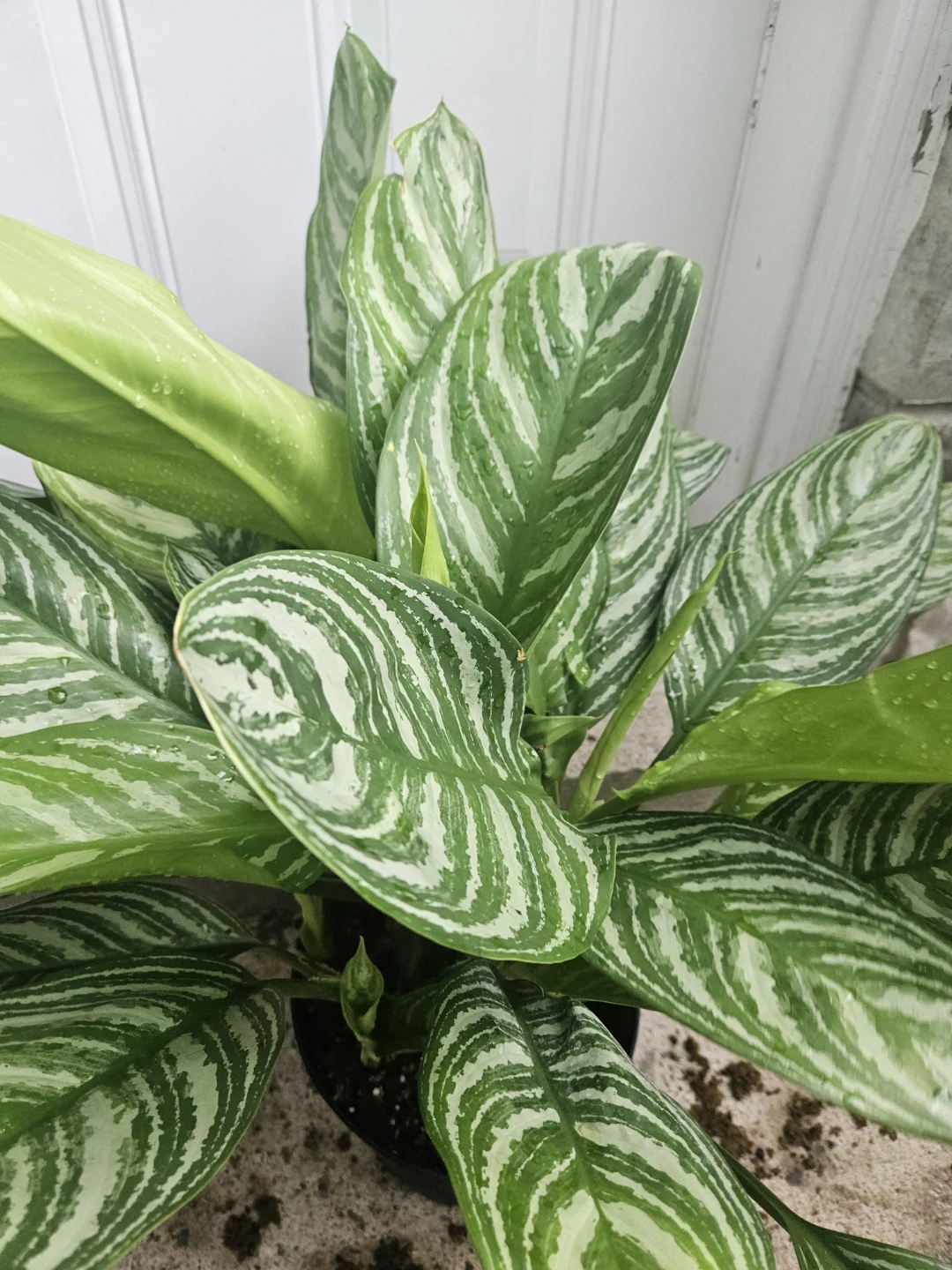 Aglaonema 'Silver Bay' Live Plant⚽️