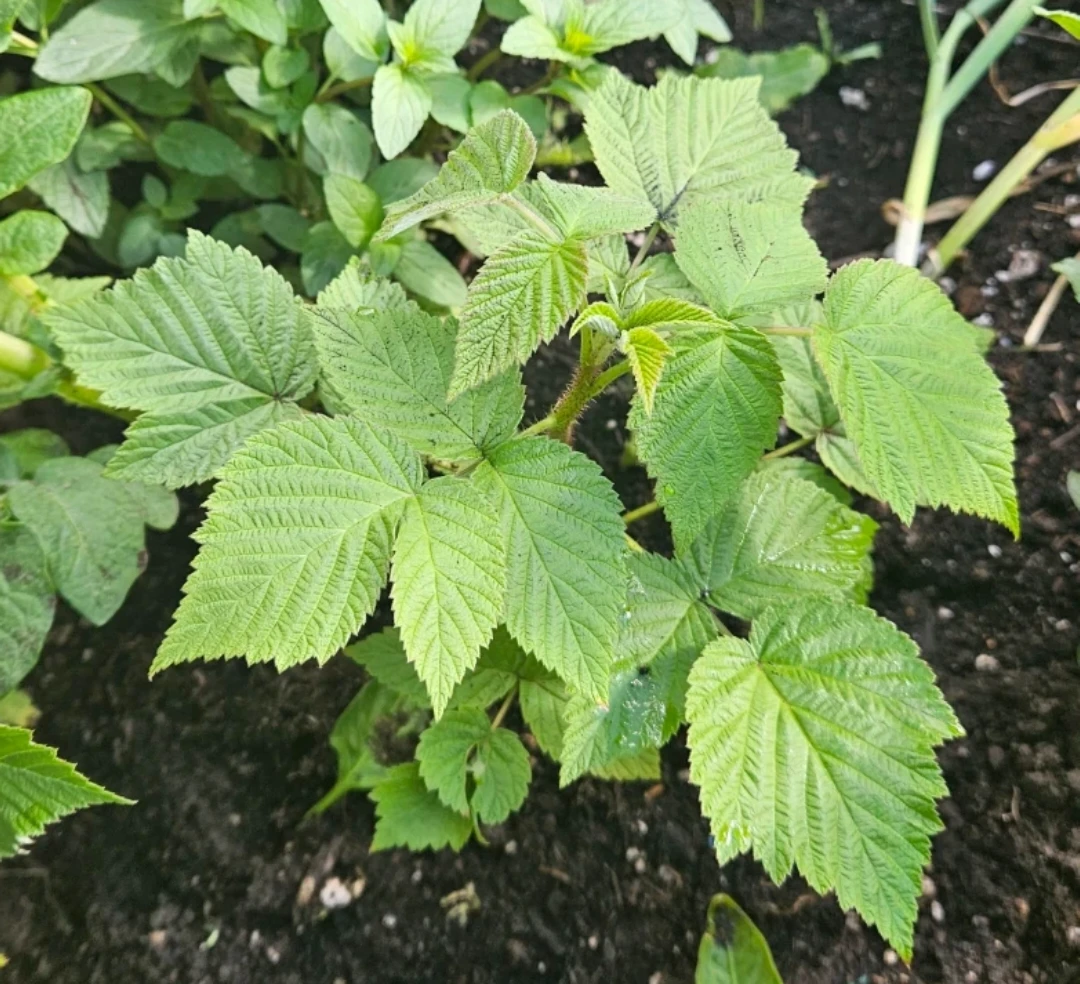Raspberry Plant / Healthy Organic