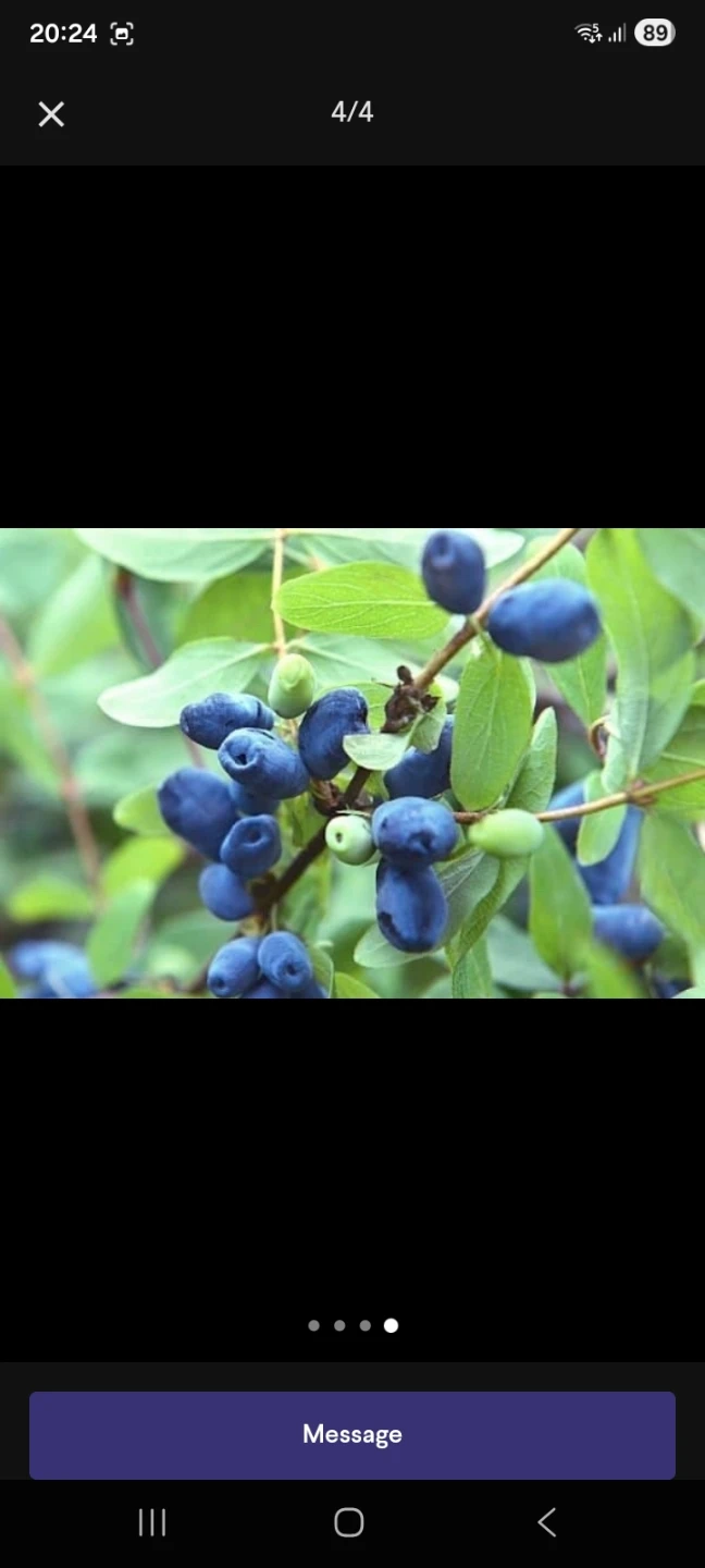 Haskap Berries