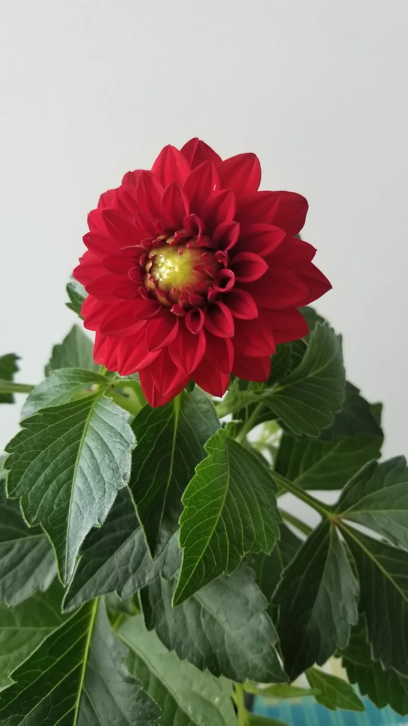Red Dahlia Plant⚽️