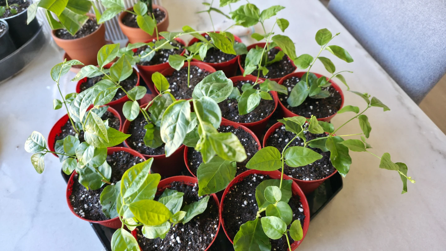 Flowering Jasmine potted plants for sale