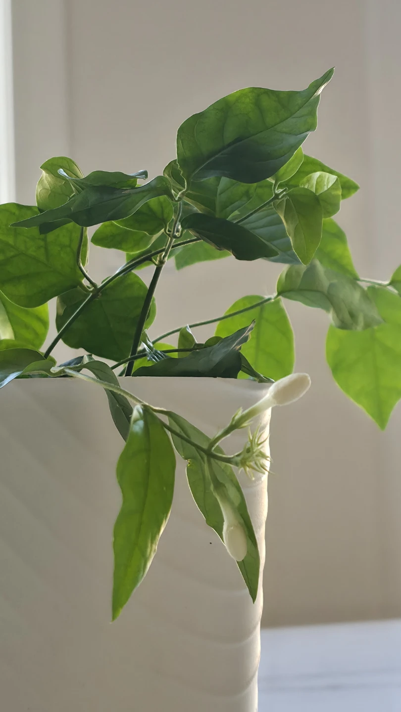 Flowering Jasmine potted plants for sale - photo 3