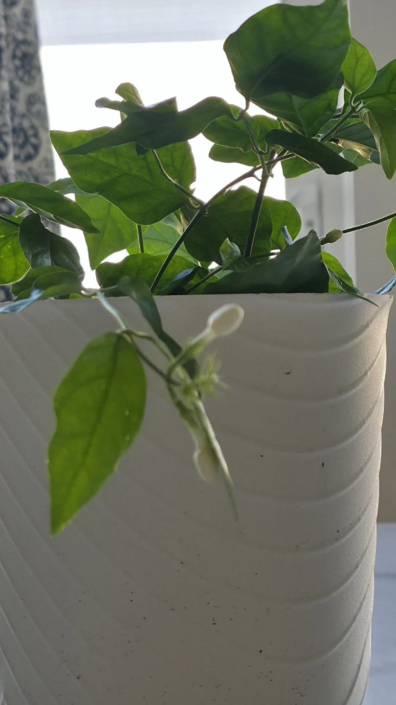 Flowering Jasmine potted plants for sale - photo 4