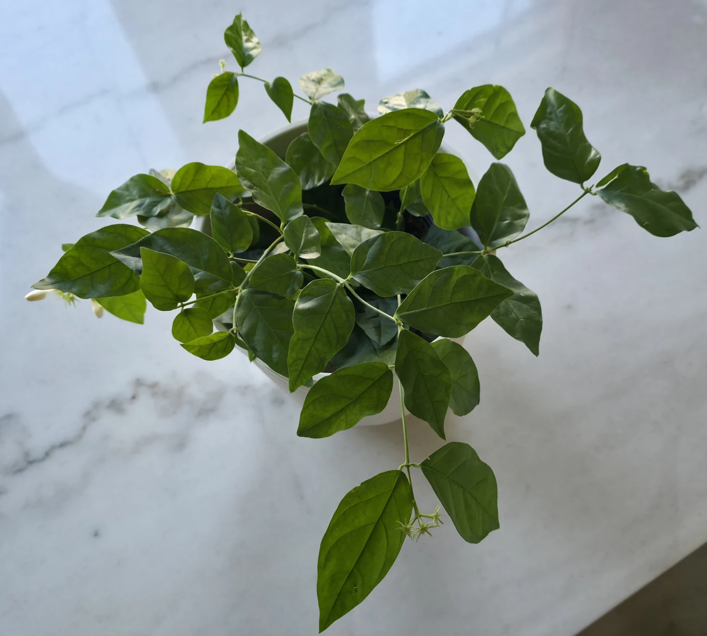 Flowering Jasmine potted plants for sale - photo 5