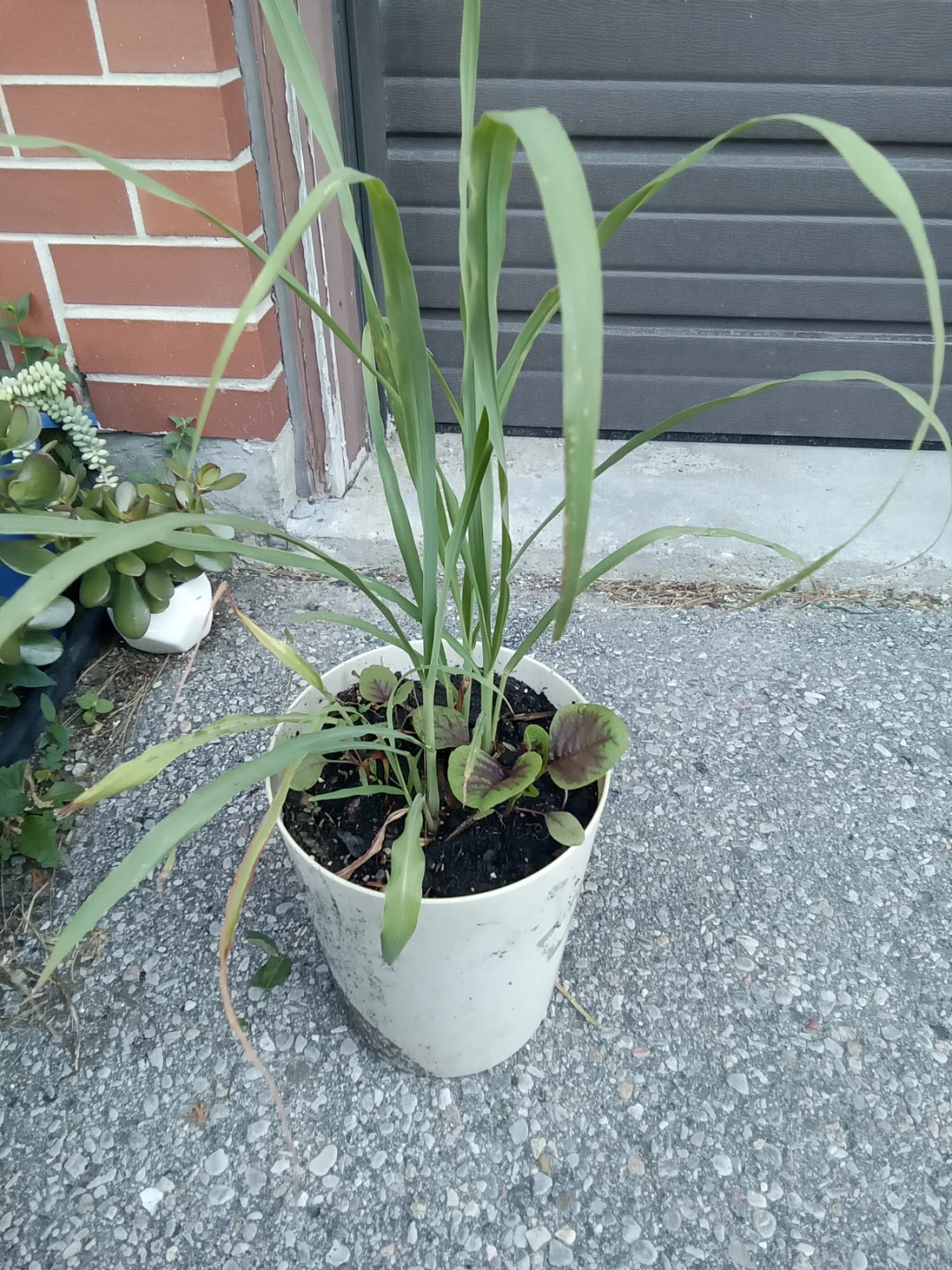 Potted Lemongrass and Red Amaranth