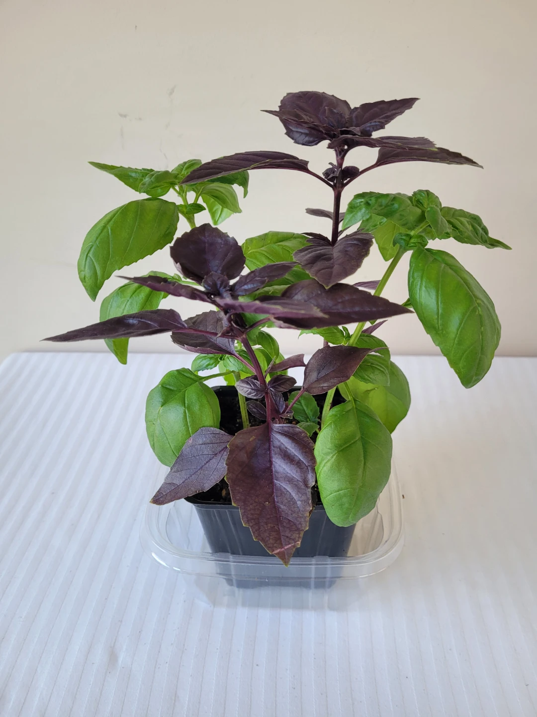Genovese & Purple Basil Plant