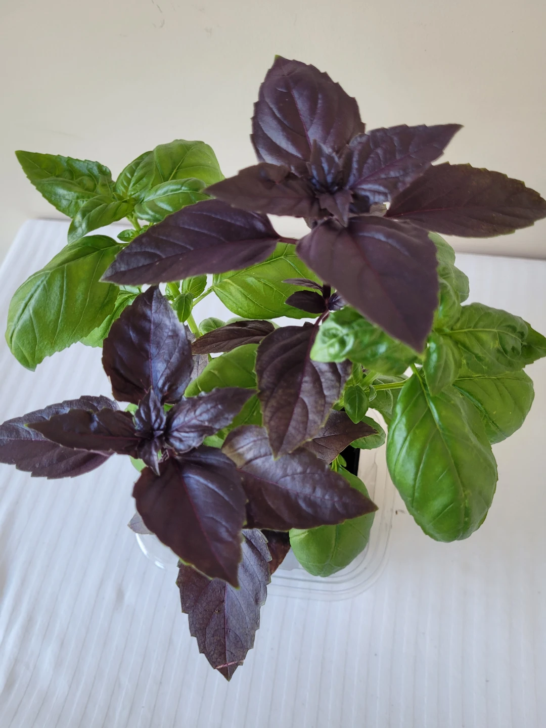 Genovese & Purple Basil Plant - photo 2